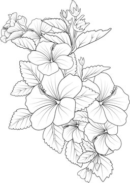 Hibiscus flower coloring pages. Realistic hibiscus flower coloring pages, hand drawn flower hibiscus Black outline drawing perfect coloring page for adults isolate on white background image clipart.
