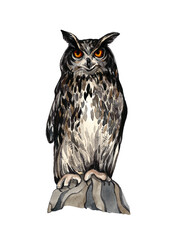 Watercolor illustration of a owl on a tree on a white background. Realistic bird illustration. Design element for decoration