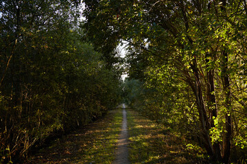 Obraz premium Path in the forest with trees covered with leaves, selective focus