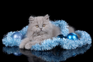 Cute fluffy kitten with Christmas decorations on a black background