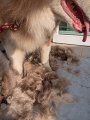 Brown Siberian Husky Dog's Hair is on The Floor