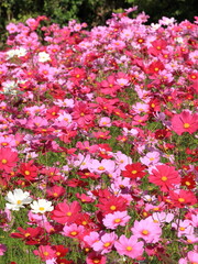 休耕田のコスモス