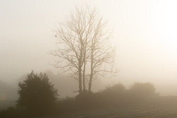 Obraz na płótnie Canvas bird sitting lonely on a tree at a misty, foggy morning