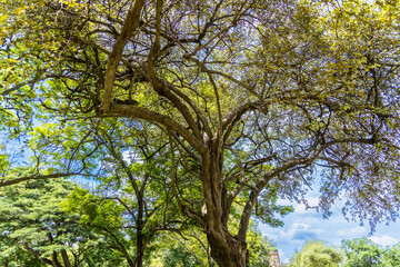 Green tree in the spring season