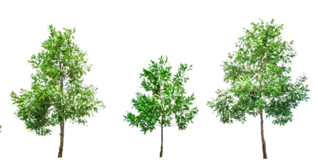Gordijnen green tree isolated on white © I LOVE PNG
