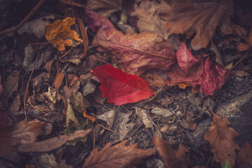 Red autumn leaf on the ground