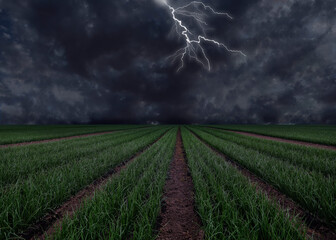 View of field and cloudy sky with lightning. Thunderstorm