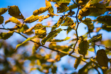 Feuillages d'automne sur fond de ciel bleu