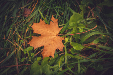 Autumn maple leaf in grass
