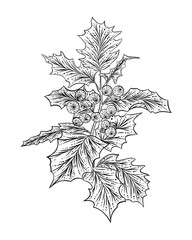 Line style illustration of a Christmas holly.