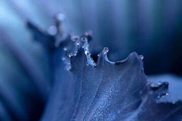 Cabbage leaf with water drops close-up. Abstract background. Selective focus.