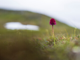 The endemic orchid black vanilla orchid in the mountains in Northern Sweden