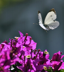 white butterfly on a flower