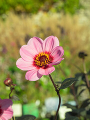 Beautiful pink flower with yellow pistils bending to the autumn sun
