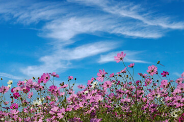 コスモスの花（Cosmos flower）　