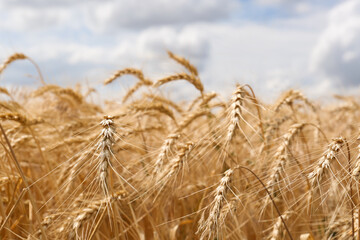 Ripe wheat spikes in agricultural field, closeup