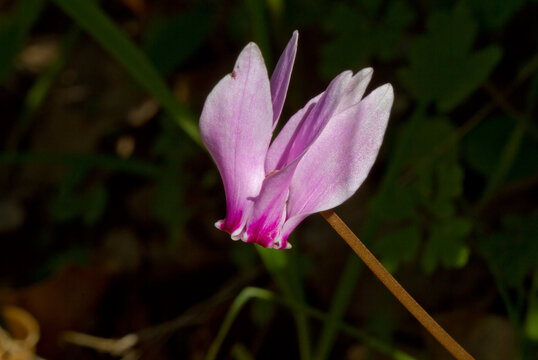 Closeup of the Pink flowers of ivy-leaved cyclamen