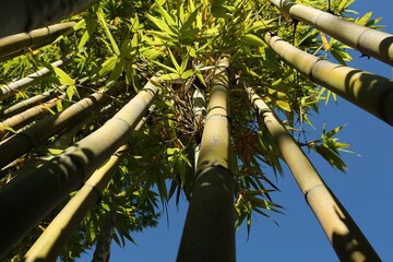 Many bamboo stalks against blue sky, low angle view