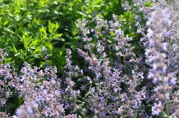 Obraz premium Beautiful blooming lavender plants in garden outdoors, closeup