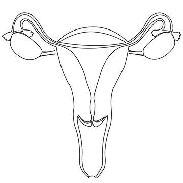 recommend clip art: uterus