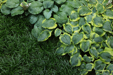 Beautiful hostas and green grass outdoors, top view