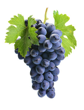 bunch of grapes © valeriy555