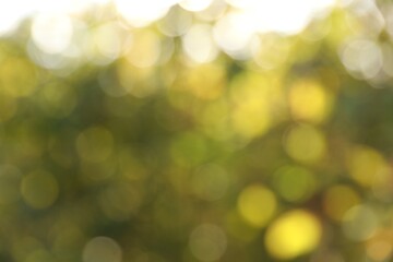 Blurred view of green trees outdoors. Bokeh effect