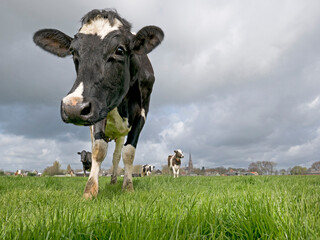 Heart warming Dutch cows, The Netherlands