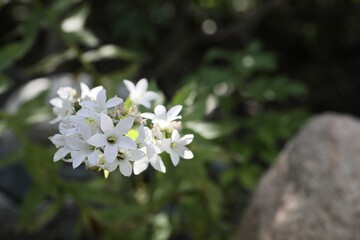 Beautiful wild flower growing in forest outdoors, closeup