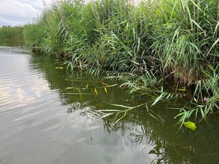 Picturesque view of river reeds and cloudy sky