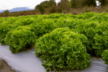 lettuce in a garden - 541405859