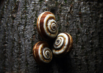 snail on a wooden background