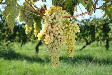 Vineyard with growing white wine grapes, riesling or chardonnay grapevines in summer. Morning dew...