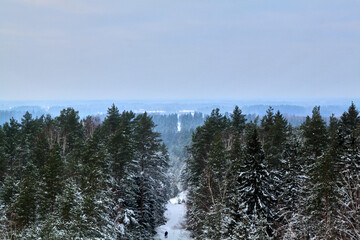 View over a spruce forest covered with snow, winter scenery. Selective focus