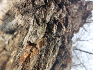 bark of an old poplar tree