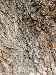 bark of an old poplar tree