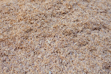 Rice husk. Yellow rice husk background. Beautiful chaff meat. Farmers and agriculture.
