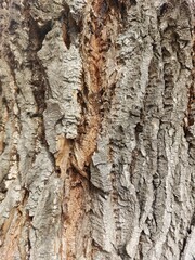 bark of an old poplar tree