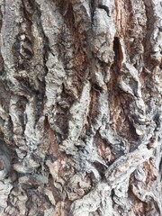 bark of an old poplar tree