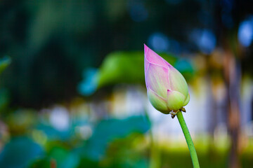 A single lotus flower. Beautiful pink lotus flowers blooming on natural green background. Nature is life.