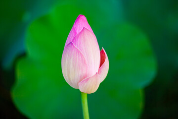 A single lotus flower. Beautiful pink lotus flowers blooming on natural green background. Nature is life.