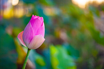 Obraz premium A single lotus flower. Beautiful pink lotus flowers blooming on natural green background. Nature is life.