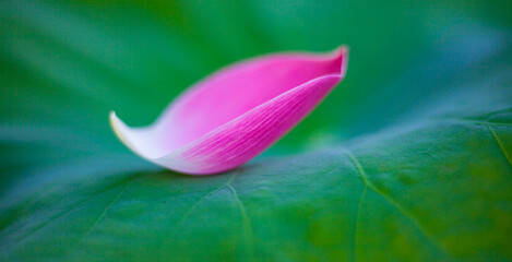 Lotus petals on natural green background . Nature is life.