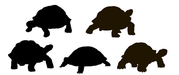 Animals. Black-and-white  image of a turtle,  Vector image.