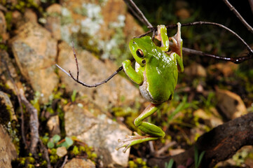 Sardinian tree frog, Tyrrhenian tree frog // Tyrrhenischer Laubfrosch (Hyla sarda) - Sardinia, Italy