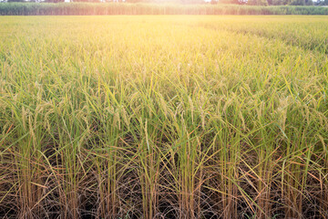 rice field with sunset sky in evening.