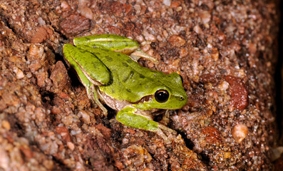 Sardinian tree frog, Tyrrhenian tree frog // Tyrrhenischer Laubfrosch (Hyla sarda) - Sardinia, Italy