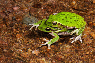 mating Sardinian tree frog, Tyrrhenian tree frog // Amplexus (Paarung) des Tyrrhenischen...
