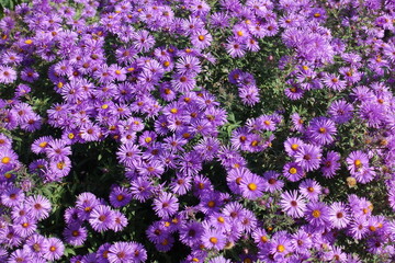 Abundance of purple flowers of Symphyotrichum novae-angliae with bees in October
