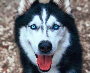 Obraz premium siberian husky dog
